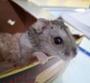 Fundtier Tier-ID 38708