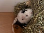 Fundtier Tier-ID 38686