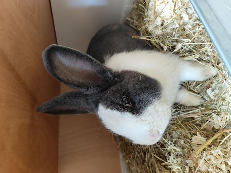 Kaninchen