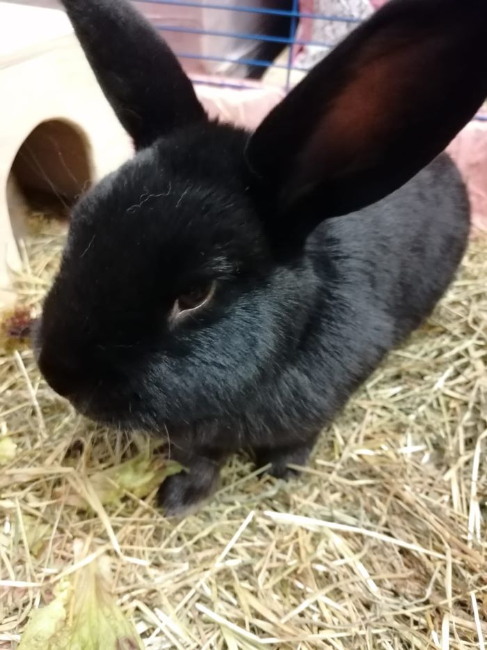Kaninchen