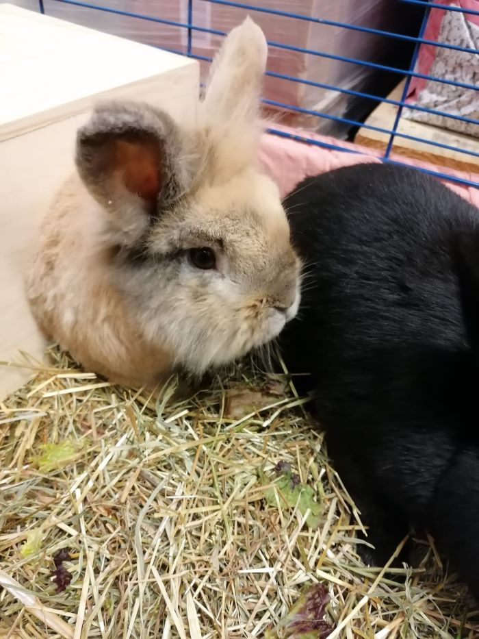 Kaninchen