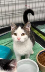 Fundtier Tier-ID 38936