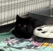 Fundtier Tier-ID 38937