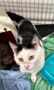 Fundtier Tier-ID 38938