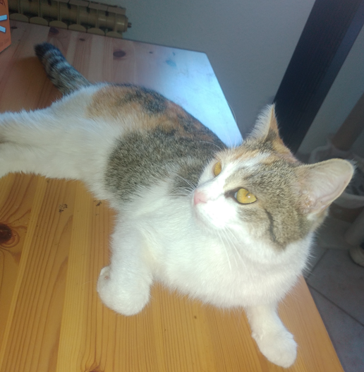 Europäische Hauskatze