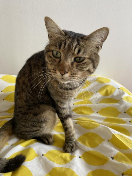Europäische Hauskatze