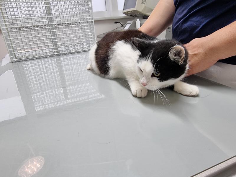 Europäische Hauskatze