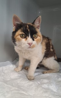 Europäische Hauskatze