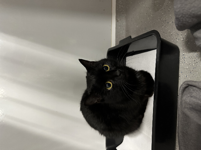 Europäische Hauskatze