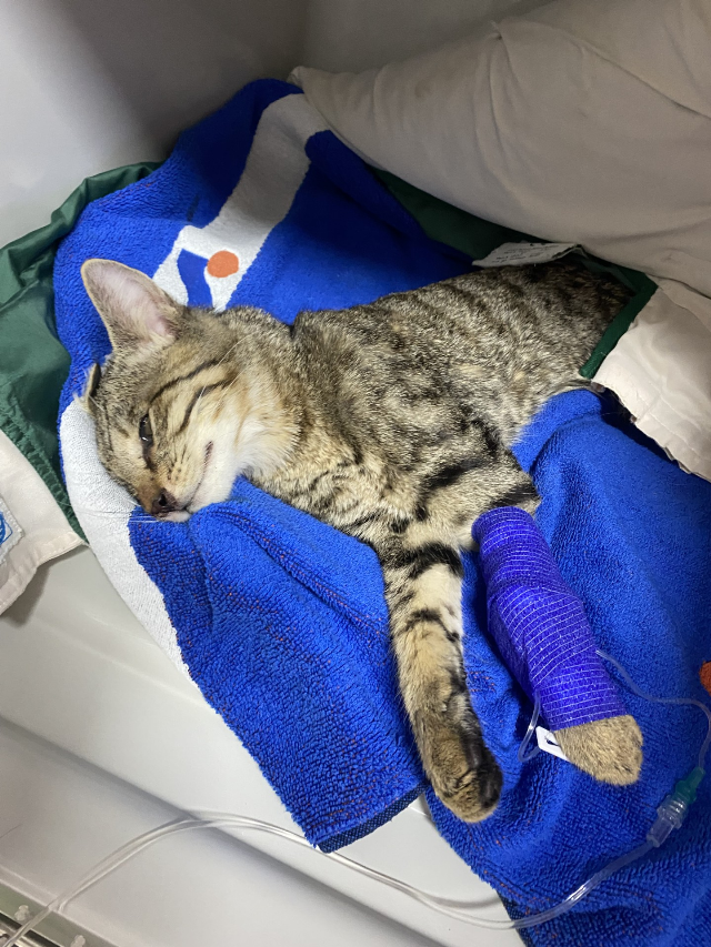 Europäische Hauskatze