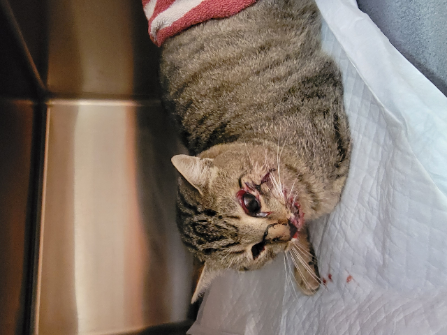 Europäische Hauskatze