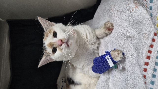 Europäische Hauskatze