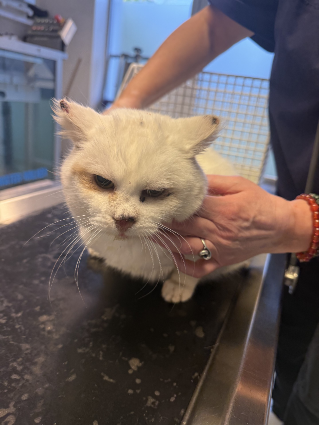 Europäische Hauskatze-Mischling