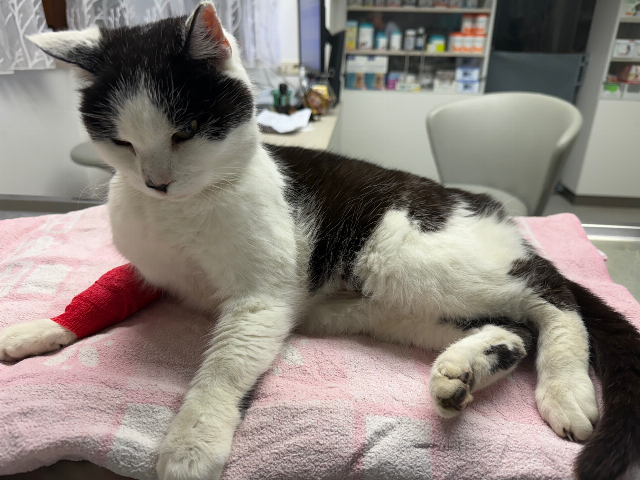 Europäische Hauskatze