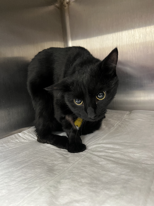 Europäische Hauskatze