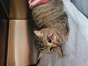 Fundtier Tier-ID 38481