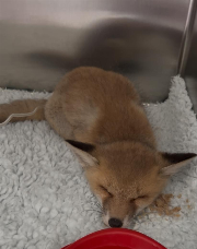 Fundtier Tier-ID 38571