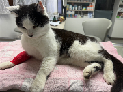 Fundtier Tier-ID 38513