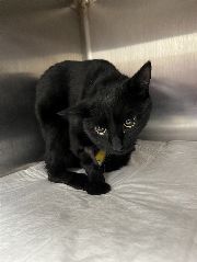 Fundtier Tier-ID 38544