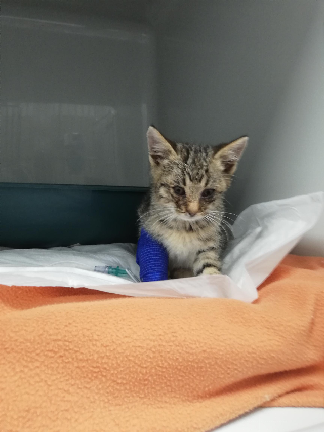 Europäische Hauskatze