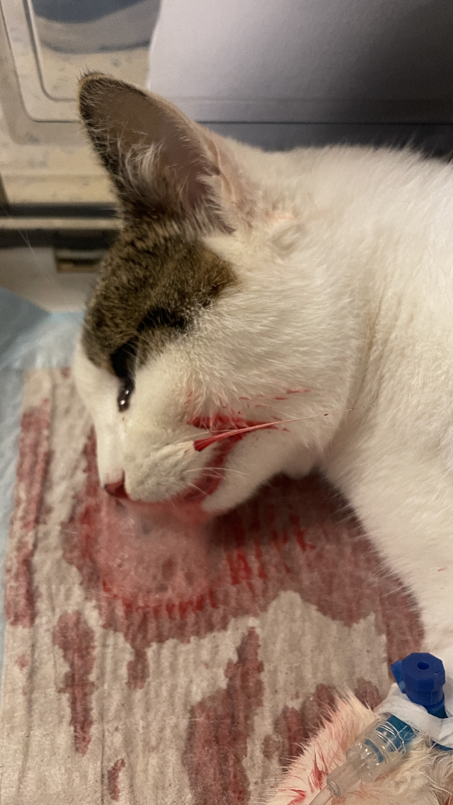 Europäische Hauskatze