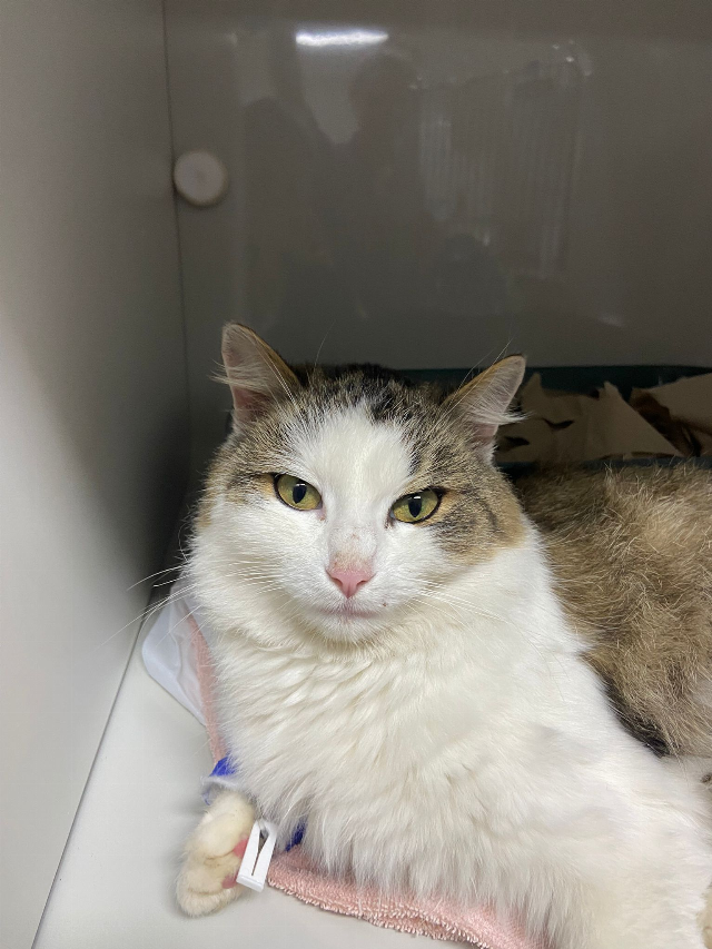 Europäische Hauskatze