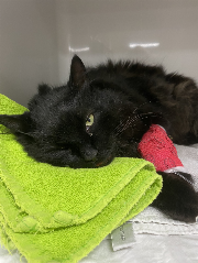 Fundtier Tier-ID 38716