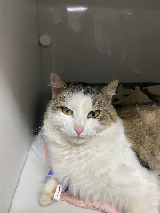 Fundtier Tier-ID 38525