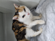 Fundtier Tier-ID 39016