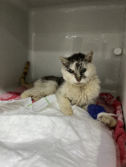 Fundtier Tier-ID 39054