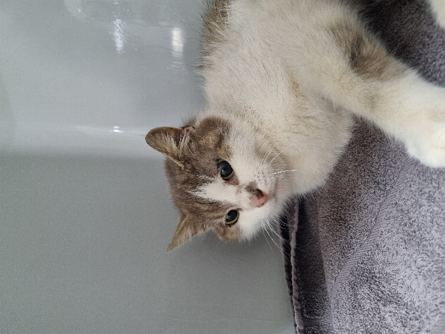 Europäische Hauskatze