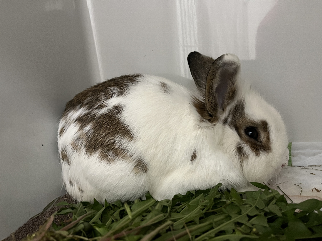 Kaninchen