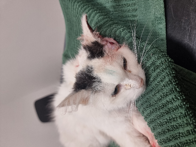 Europäische Hauskatze