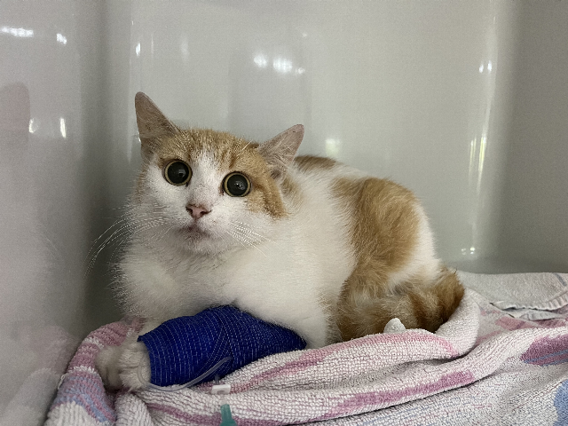 Europäische Hauskatze