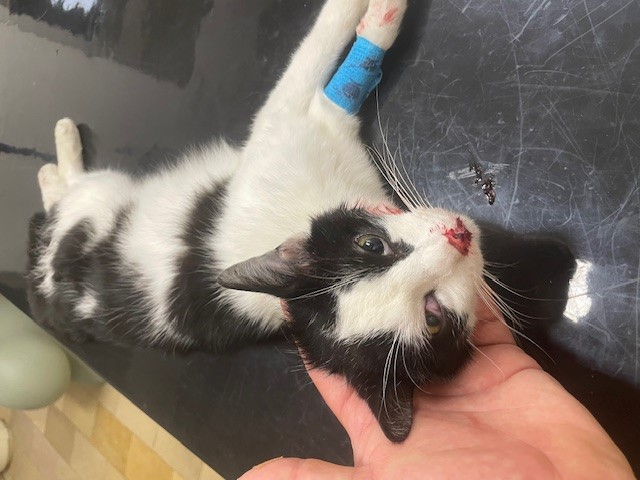 Europäische Hauskatze