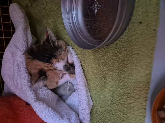 Europäische Hauskatze