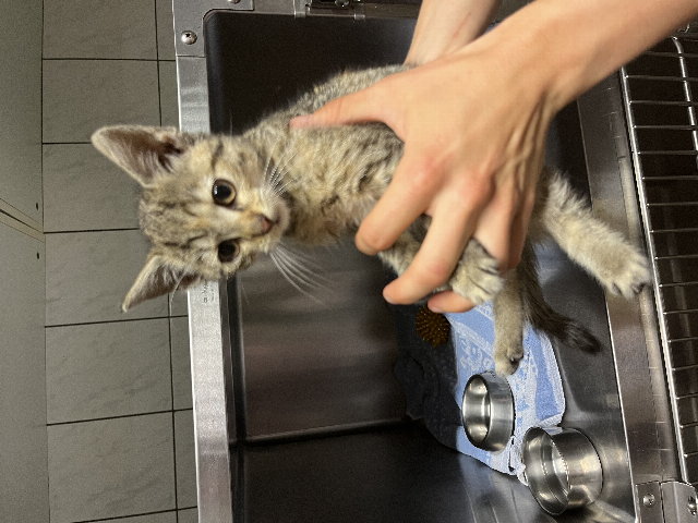 Europäische Hauskatze