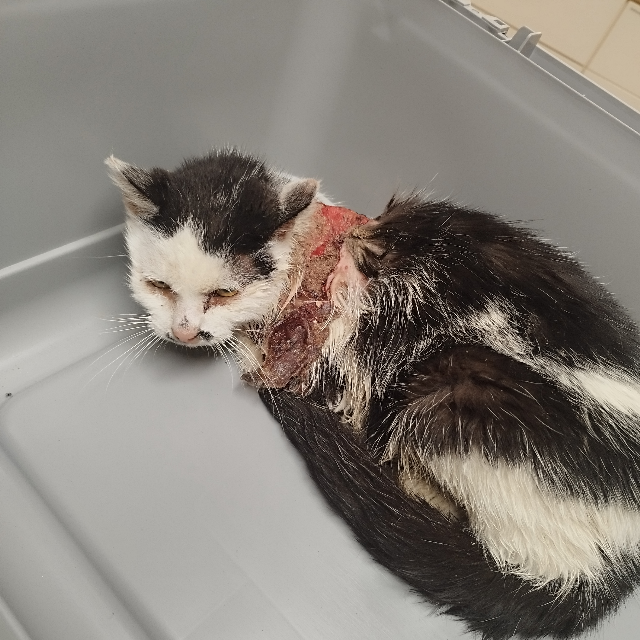 Europäische Hauskatze