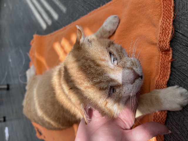 Europäische Hauskatze