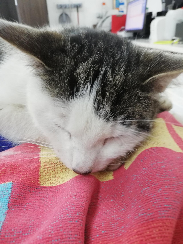 Europäische Hauskatze