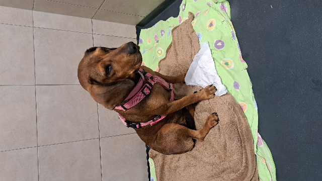 Gebirgsschweißhund