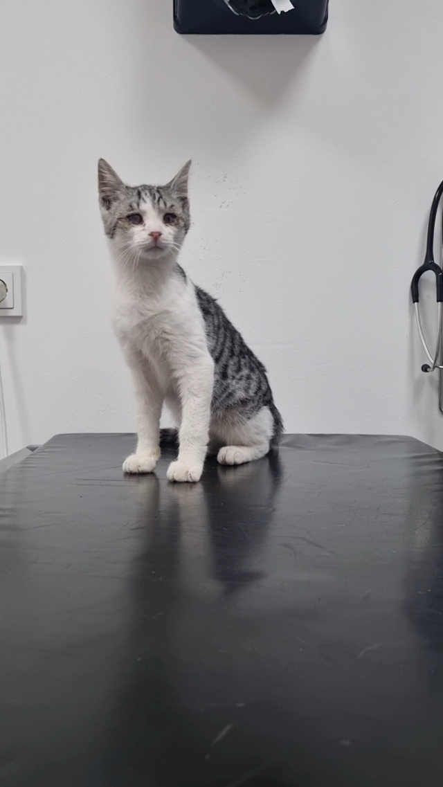 Europäische Hauskatze
