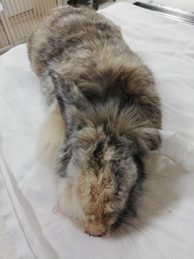 Kaninchen