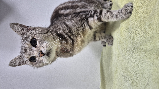 Europäische Hauskatze