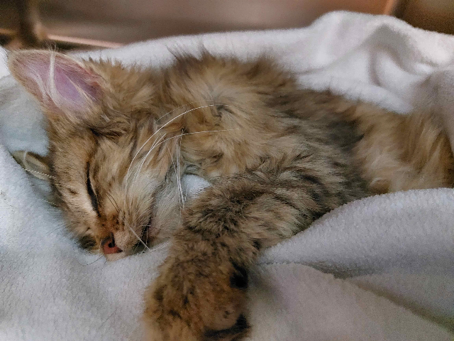 Europäische Hauskatze