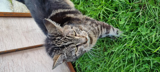 Europäische Hauskatze