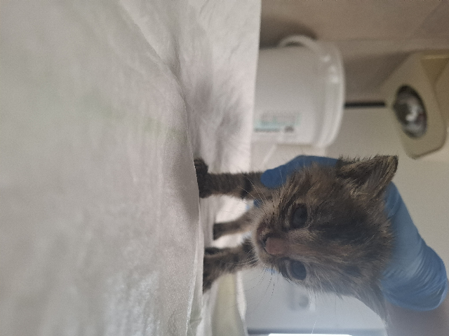 Europäische Hauskatze