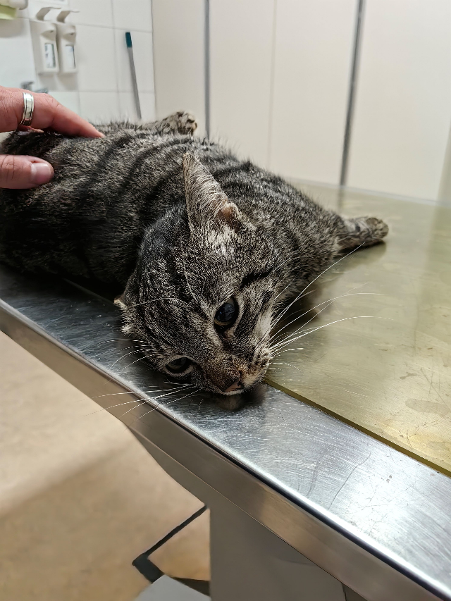Europäische Hauskatze-Mischling