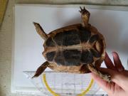 Fundtier Tier-ID 38219