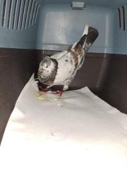 Fundtier Tier-ID 32631